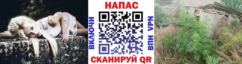 Канабис ГИДРОПОН Павловская